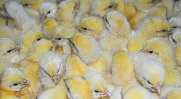 Kuluçka makinesinden çıkan şirin küçük tavuk.