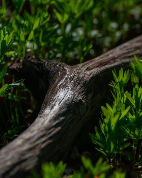 緑の植物で地面に木の枝のクローズアップショット — ストック写真