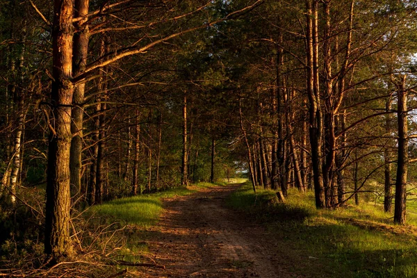 Piękny Krajobraz Drogi Między Zieloną Trawą Drzewami Zachodzie Słońca — Zdjęcie stockowe