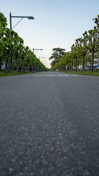 Tiro Vertical Uma Estrada Através Árvores Cidade Travemuende Alemanha — Fotografia de Stock