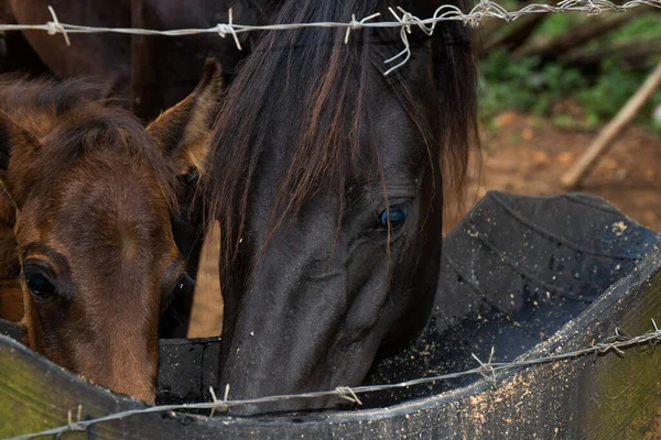 两只棕色的马在一个巨大的集装箱上靠铁丝网篱笆喂食的特写镜头 — 图库照片