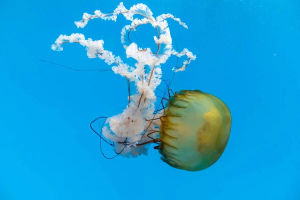 Uma Bela Foto Uma Chrysaora Fuscescens Nadando Água Azul Calma — Fotografia de Stock