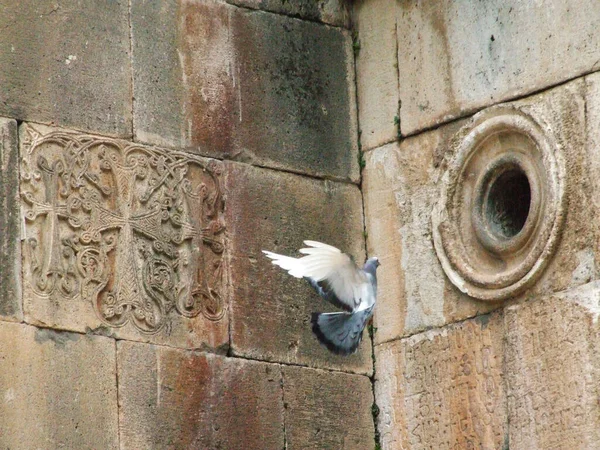 Nahaufnahme Einer Taube Der Nähe Einer Kirchenmauer Armenien — Stockfoto