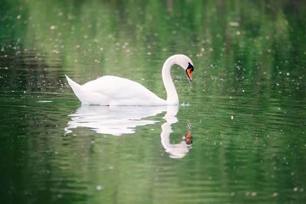 Белый Лебедь Плавает Мозель Реки Германии Водоплавающих Птиц Диких Животных — стоковое фото