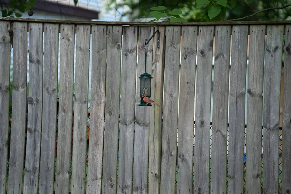木製の柵に対して鳥の給餌器に侵入の閉鎖 — ストック写真