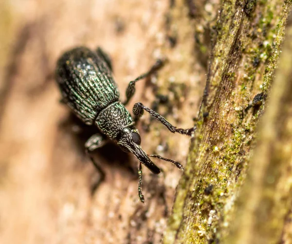 Bir Brentidae 'nin (düz burunlu buğday bitleri) Tsitsin Moskova' daki RAS Botanik Bahçesi 'nde yakın plan çekimi.