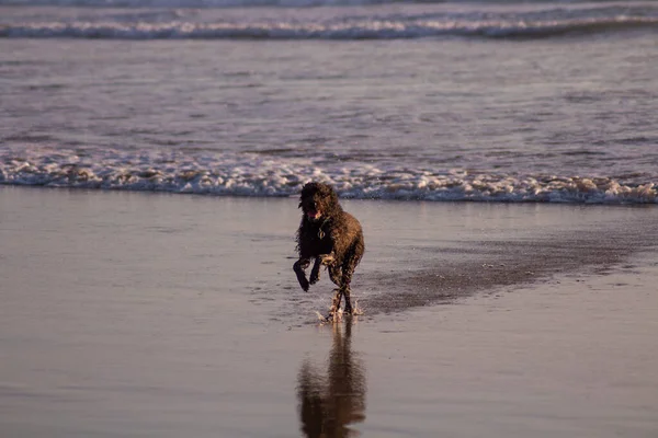 Sahilde koşan ve oynayan sevimli ıslak bir labrador.