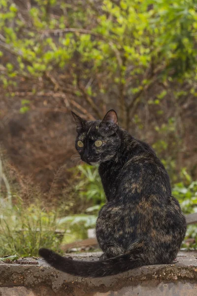 Eine Vertikale Aufnahme Einer Europäischen Katze Schönen Wald — Stockfoto