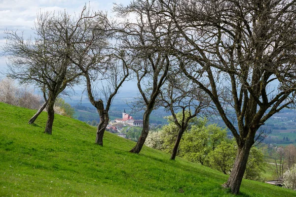 オーストリアのSonntagbergのフィールドと木に囲まれた建物の景色 — ストック写真