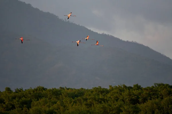 Beautiful Flock American Flamingos Phoenicopterus Ruber Flying Forested Hills Background — стокове фото