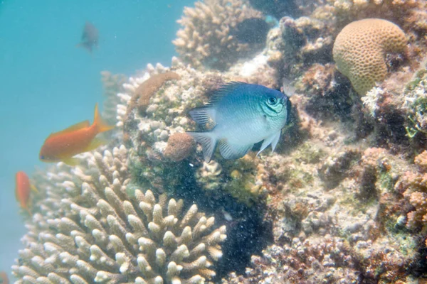 Scenic Shot Fish Underwater Plants Coral Reefs Red Sea Egypt — Stock Photo, Image