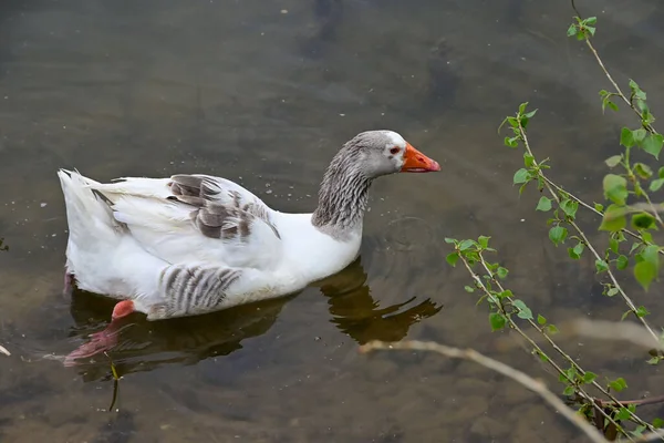 High Angle Shot Domestic Goose Swimming Pond — Stock Photo, Image