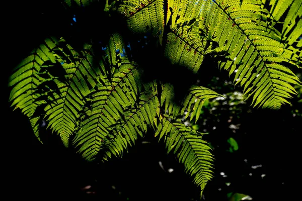 Düşük Açılı Eğreltiotu Yaprakları Karanlık Gölgelerle Çevrili Parlak Bir Gökyüzüne — Stok fotoğraf