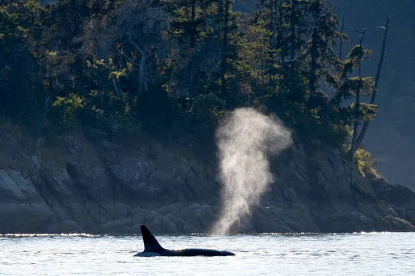 Ein Flüchtiger Orca Wal Ozean Der Golfinseln Vancouver British Columbia — Stockfoto