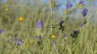 Rüzgarlı bir günde, bahçede güzel çiçeklerin yakın çekimi.