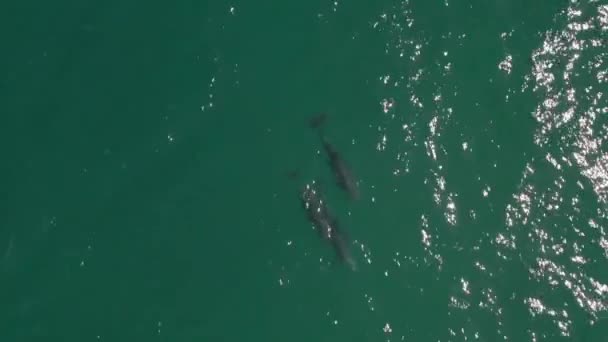 Powietrze Powolny Ruch Wokół Morza Cortez Pływaniem Delfinów — Wideo stockowe