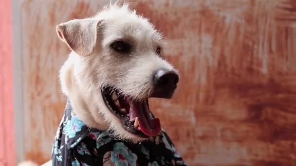 Charmanter Terrier Hund Floralen Hemd Für Den Sommer — Stockvideo