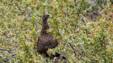 Sülün onun bir kartal olduğunu düşünüyor.