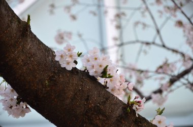 Ormanda çiçek açan güzel bir sakura ağacı.