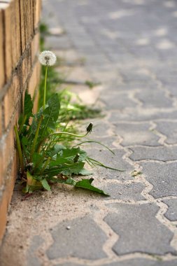 Bulanık bir arka planda büyüyen bir karahindiba tohumunun dikey görüntüsü.