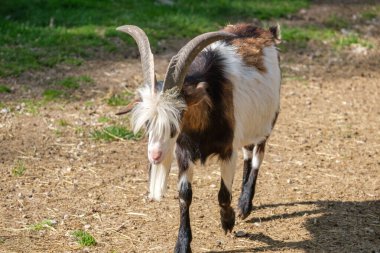 Haag hayvanat bahçesindeki tarlada duran sevimli bir keçinin yakın çekimi.