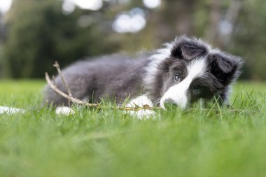 Parkta çimlerin üzerinde yatan bir Collie köpeğinin yakın çekimi.