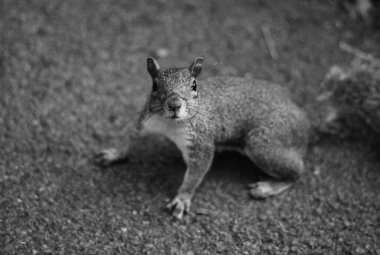 Asfaltta kameraya bakan şirin bir sincabın gri pulu.