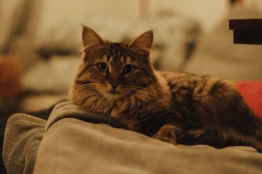 Güzel bir kedi bir odada kanepede yatar ve dinlenir.