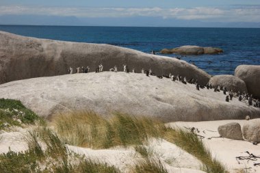 Şirin penguenler yazın kumsalda günün tadını çıkarıyorlar.