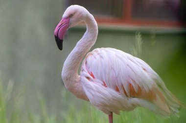 Güzel büyük flamingo Phoenicopterus Roseus 'un yakın çekimi..