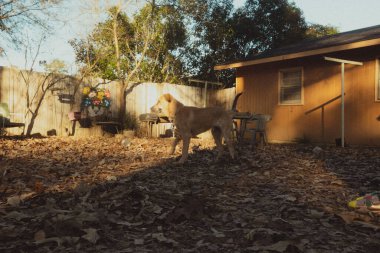 Düşen yaprakların üzerinde duran kahverengi köpek manzarası ve eski evin yanına bakan.