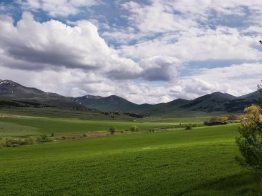 Gün ışığında ağaçların olduğu güzel yeşil bir tarla.
