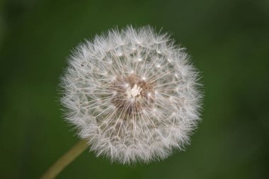 Bulanık yeşil arka planda karahindiba makro görüntüsü