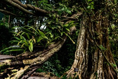Bir ormandaki tropik ağaç ve bitkilerin kök ve gövdelerinin manzarası.