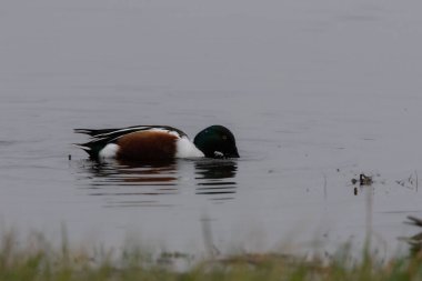 Suda kafası olan uzun kuyruklu ördek.