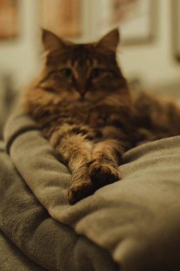 Güzel bir kedi bir odada kanepede yatar ve dinlenir.