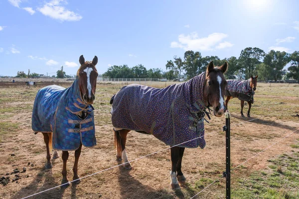 Retrato Hermosos Caballos Trajes Protectores Paddock Bajo Cielo Azul —  Fotos de Stock