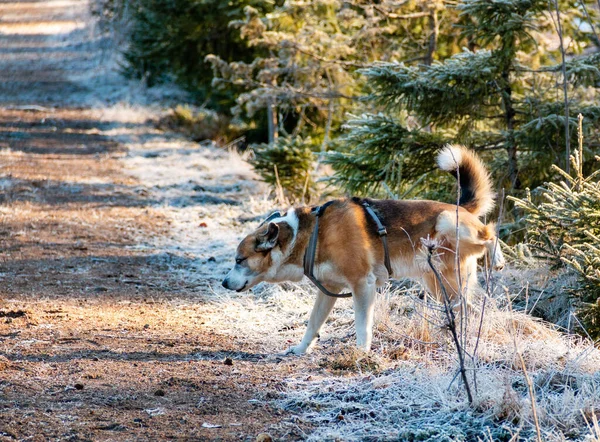 Peeing Alaskan Husky Mix Forest Trail — Stock Photo, Image