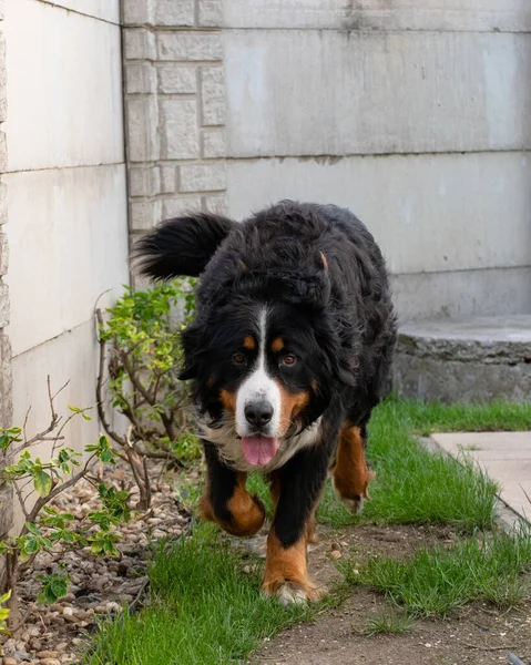 一个快乐的伯牛斯山狗在后院的照片很有趣 — 图库照片