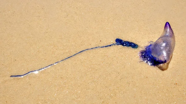 Close Homem Português Guerra Physalia Physalis Uma Praia Areia — Fotografia de Stock