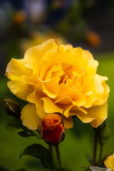Eine Selektive Fokusaufnahme Einer Gelben Rose Garten Lupburg Deutschland — Stockfoto