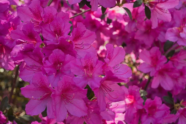 Rhododendron Pacifique Fleurs Dans Parc — Photo