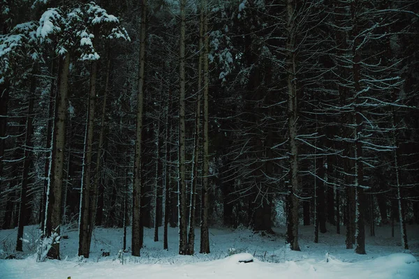 冬の森の中の雪に覆われた木々の冷たい景色 — ストック写真