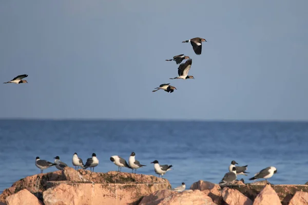 Small Group Southern Lapwings Flying Laughing Gulls Perched Coastal Rocks — Stock Photo, Image