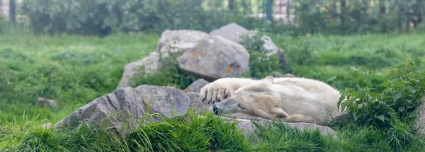 Bel Ours Polaire Reposant Sur Herbe Verte Côté Des Rochers — Photo