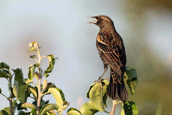 Selektiv Fokusbild Starling Gren — Stockfoto