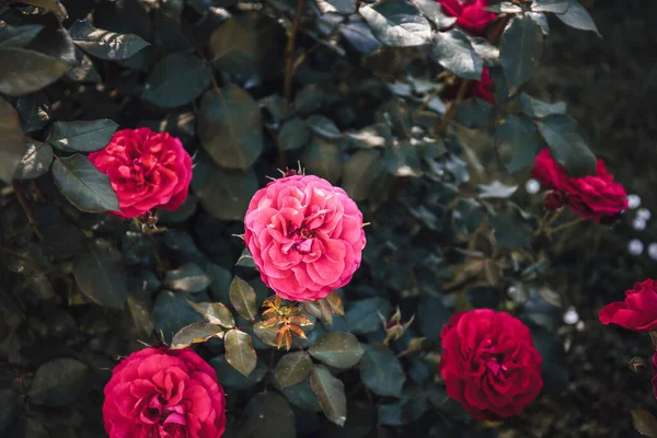 Een Close Shot Van Roze Tuin Rozen Een Bos Tijdens — Stockfoto