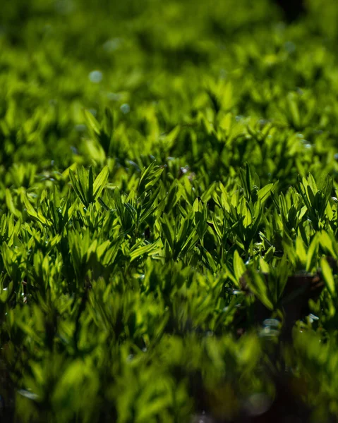 Bella Erba Verde Fresca Coltivata All Esterno — Foto Stock
