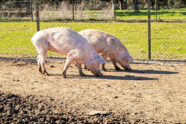 Herd Iberian Pigs Grazing Pasture Dry Season — Stock Photo, Image