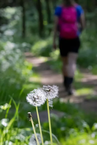 Disparo Vertical Una Flor Diente León Parque Verde Una Niña —  Fotos de Stock